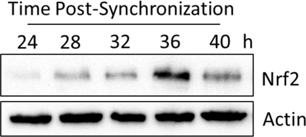 Figure 2—figure supplement 3.