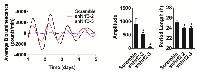 Figure 5—figure supplement 1.