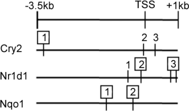 Figure 3—figure supplement 1.