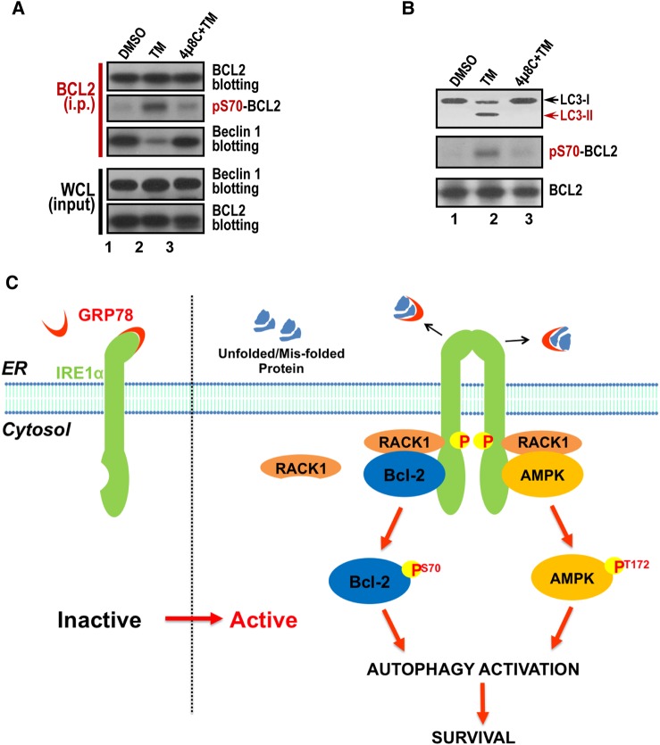 Figure 7