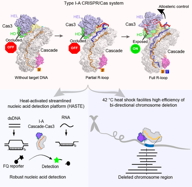 graphic file with name nihms-1823622-f0001.jpg