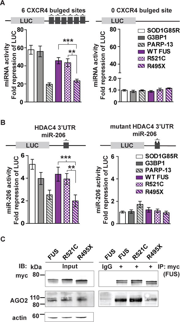 FUS Regulates Activity of MicroRNA-mediated Gene Silencing - PMC