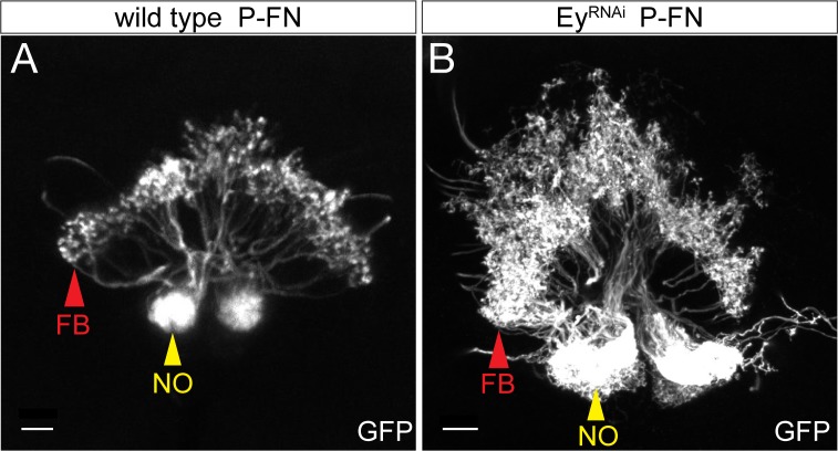 Figure 6—figure supplement 1.