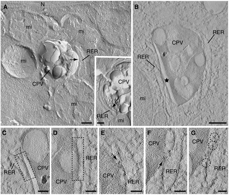 Fig. 2