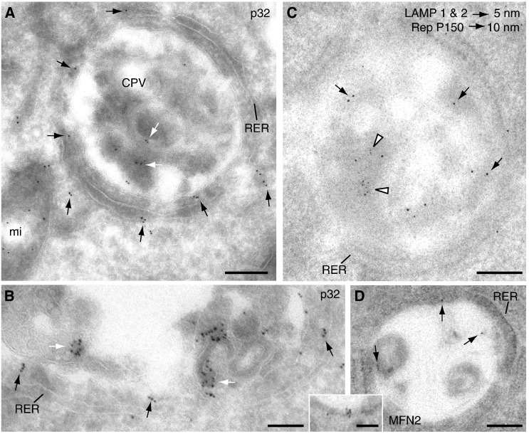 Fig. 6