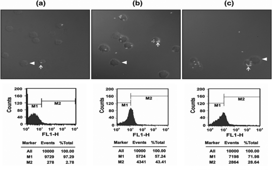 Fig. 10.