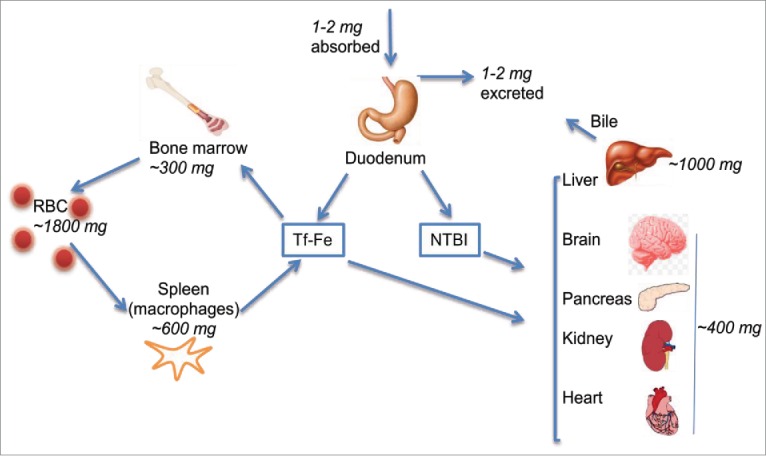 FIGURE 1.