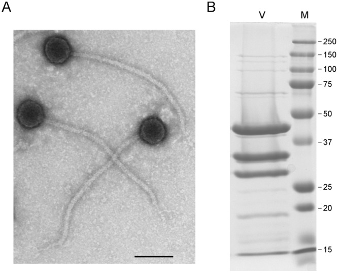 FIG 1 