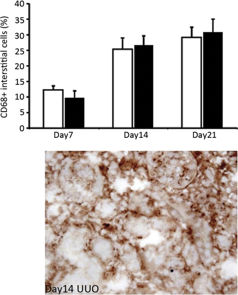 Fig. 11.