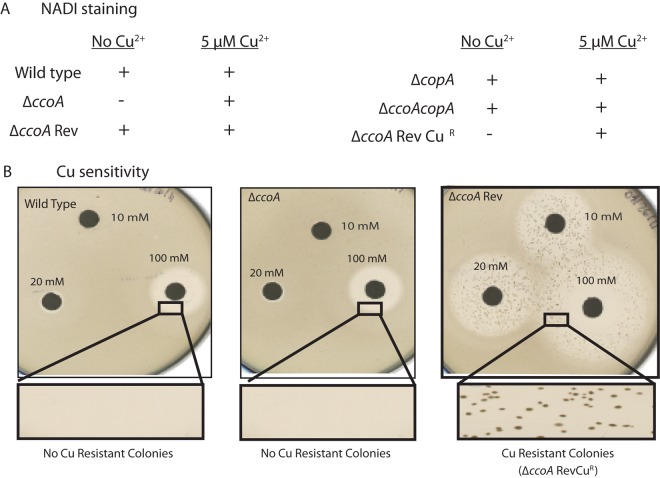 FIG 2 