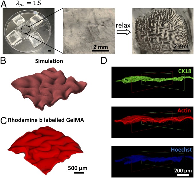 Fig. 6.