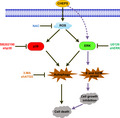 graphic file with name CPR-53-e12869-g009.jpg