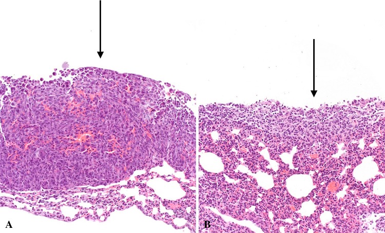 Fig. 5A–B