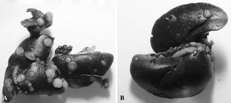 Fig. 4A–B