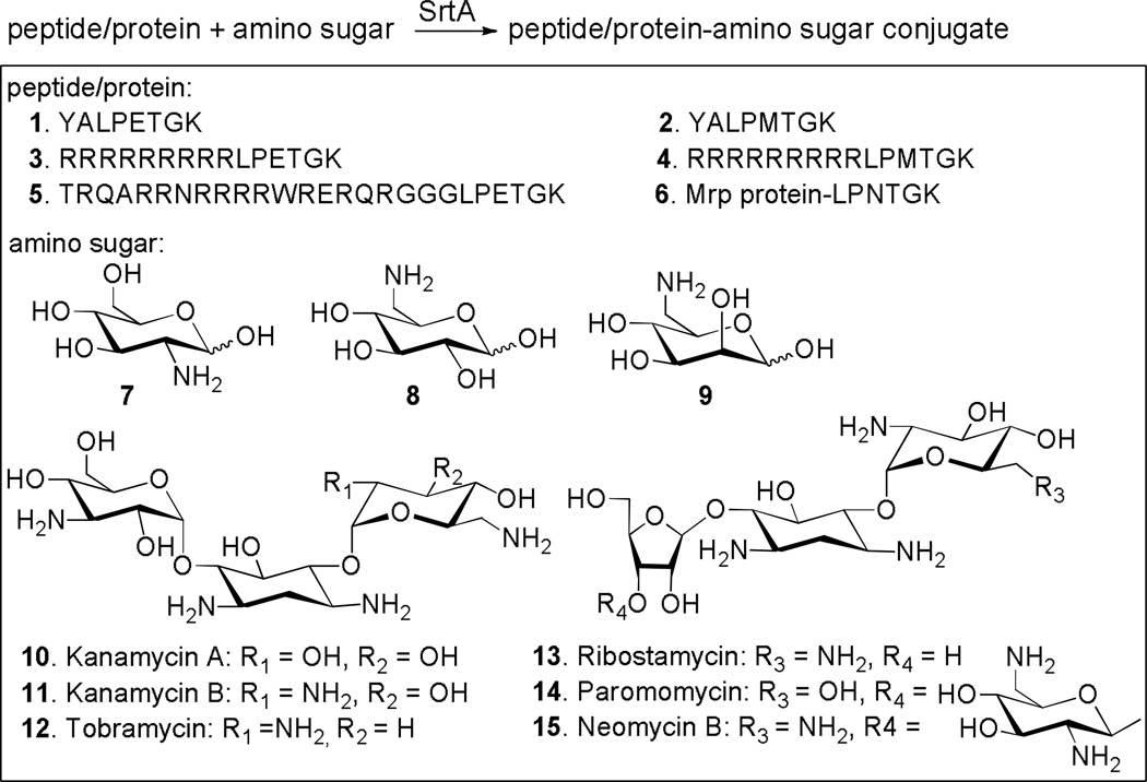 Scheme 9