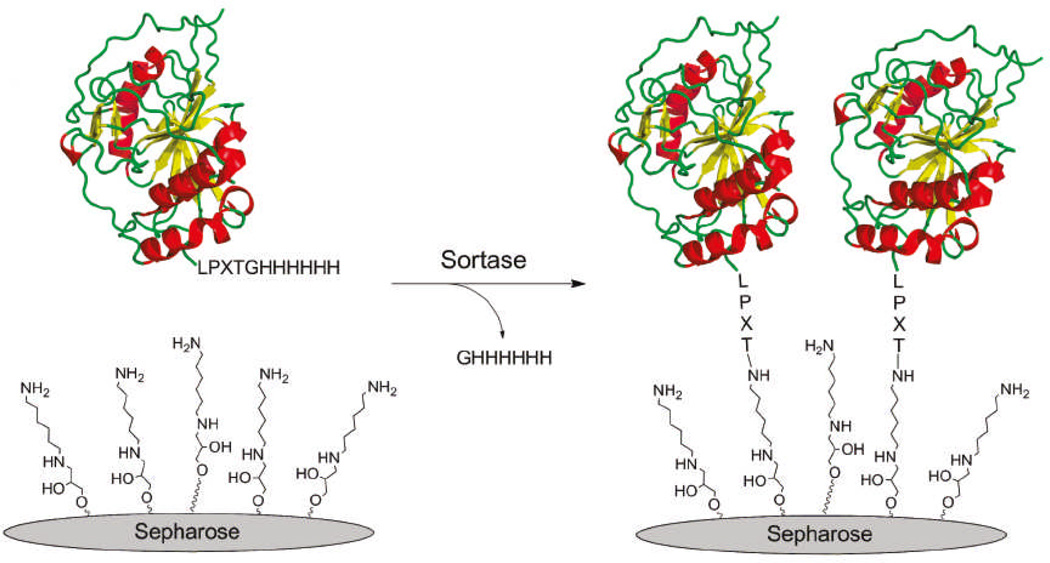 Scheme 648