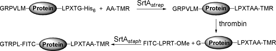 Scheme 4