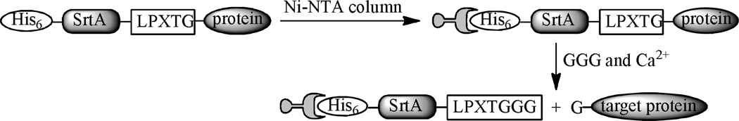 Scheme 5