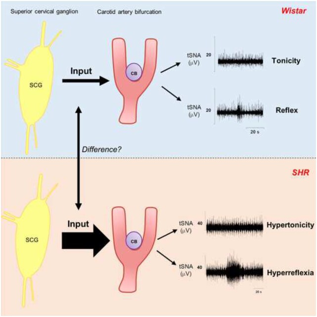 Graphical Abstract