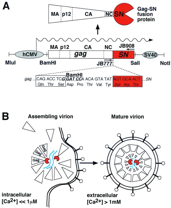 FIG. 1