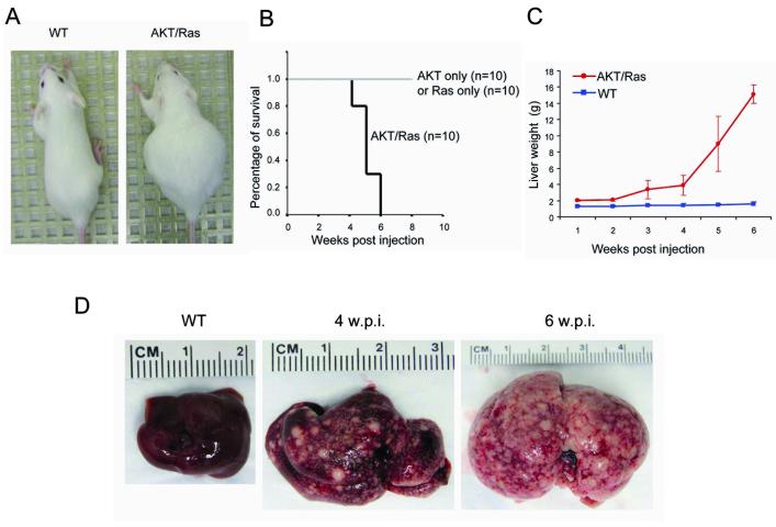 AKT and N-Ras co-activation in the mouse liver promotes rapid ...