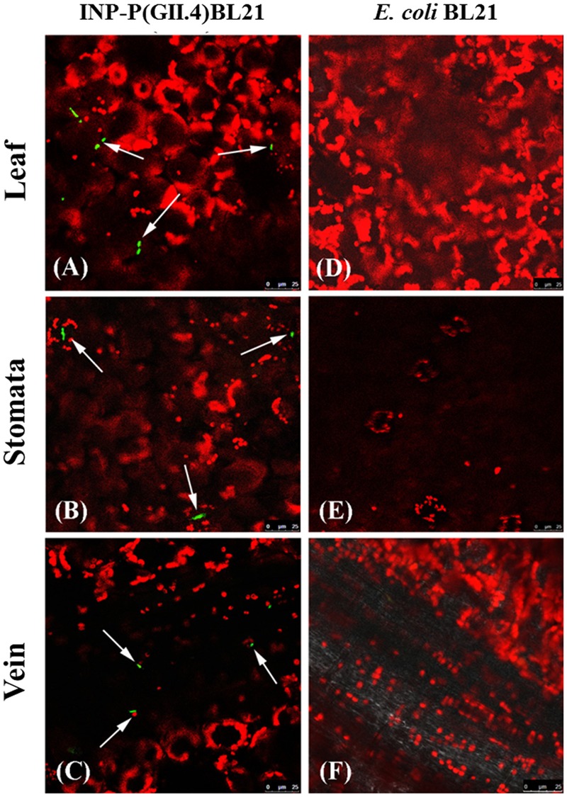 FIGURE 3