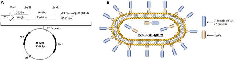 FIGURE 1