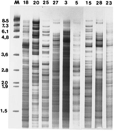 FIG. 5