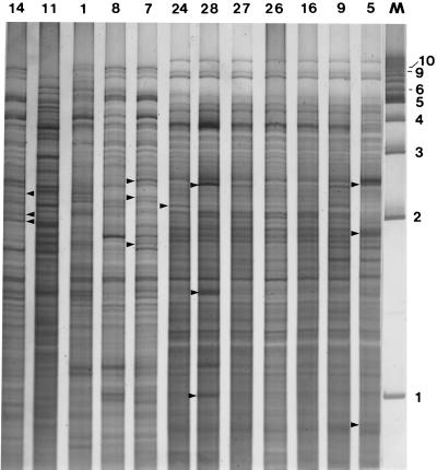 FIG. 6