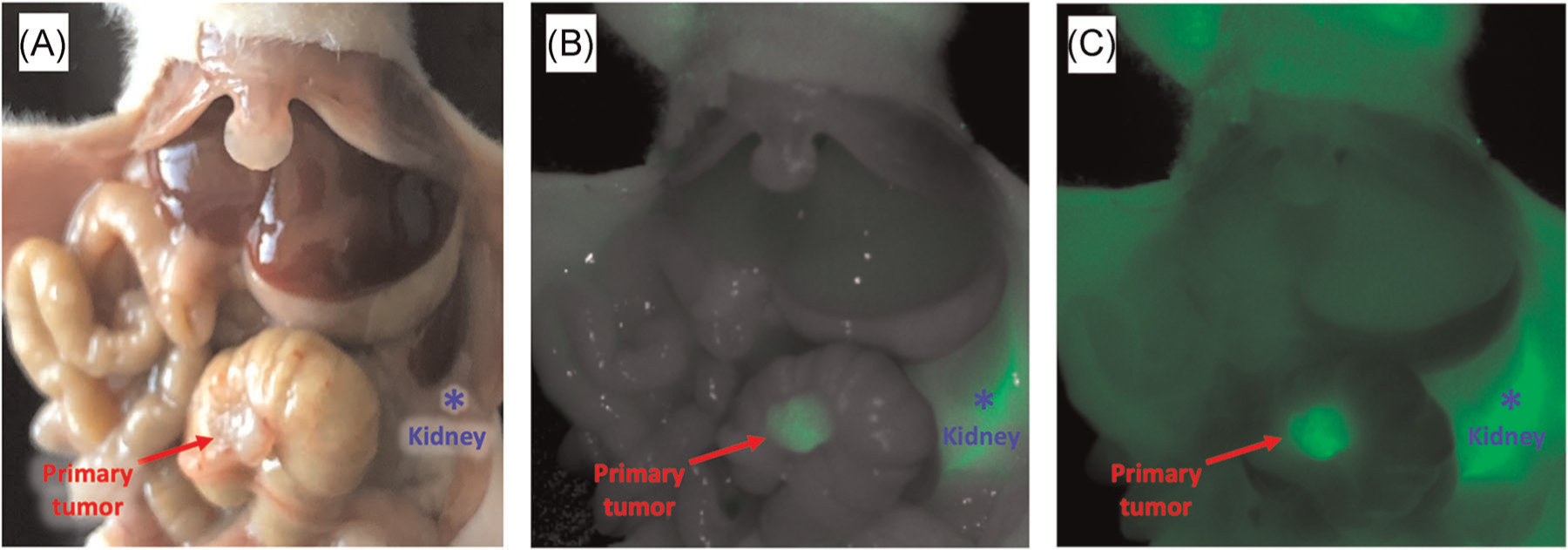 FIGURE 4