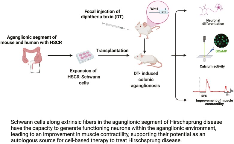 Graphical Abstract