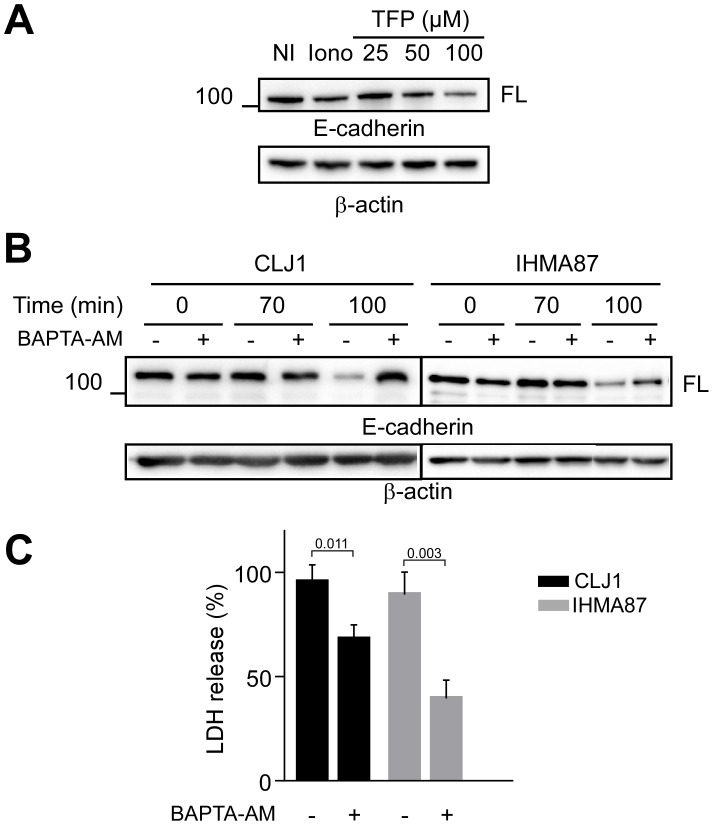 Fig 5