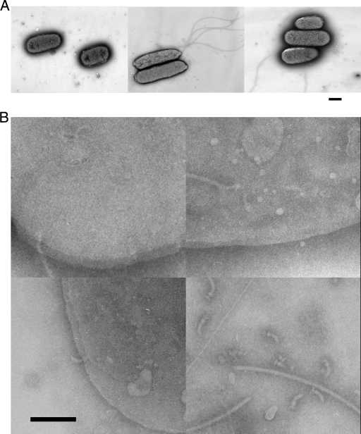 FIG. 3.