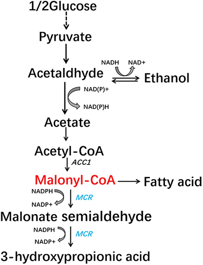 FIGURE 1