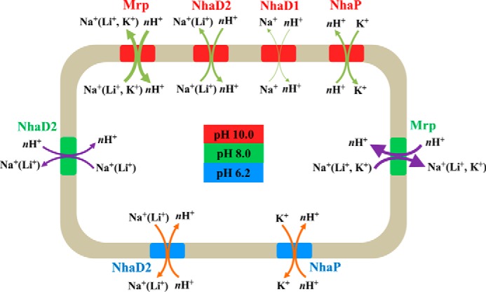 FIGURE 5.