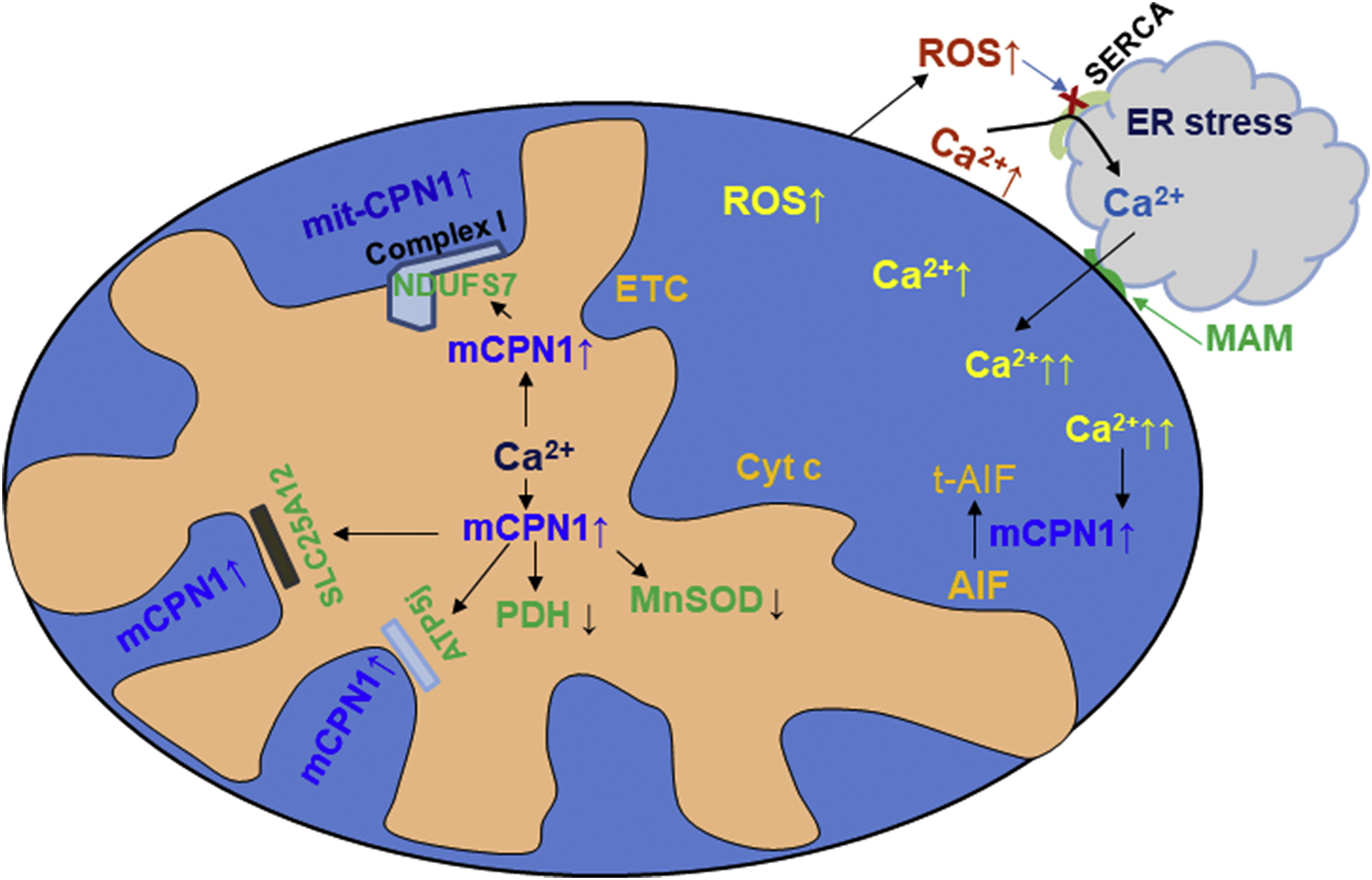 Fig. 6.