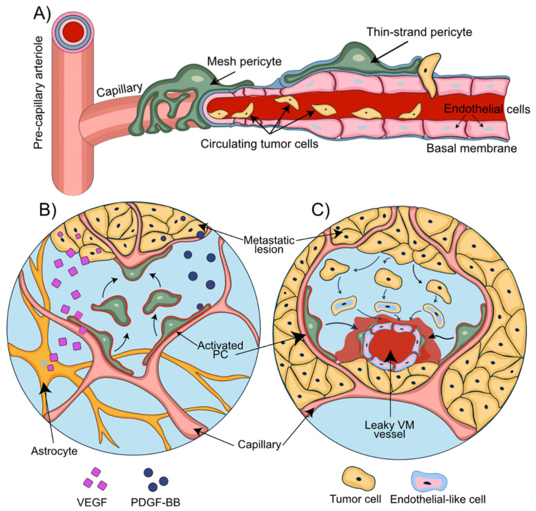 Brain Microvascular Pericytes—More than Bystanders in Breast Cancer ...