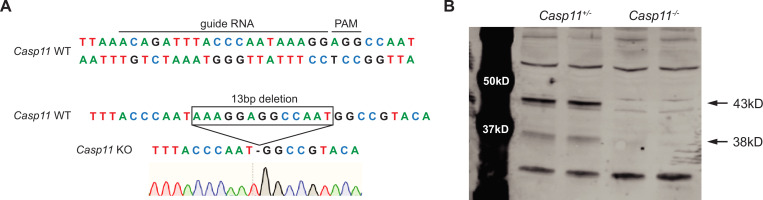 Figure 2—figure supplement 1.