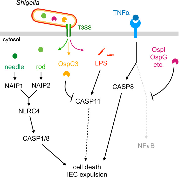 Figure 2—figure supplement 2.