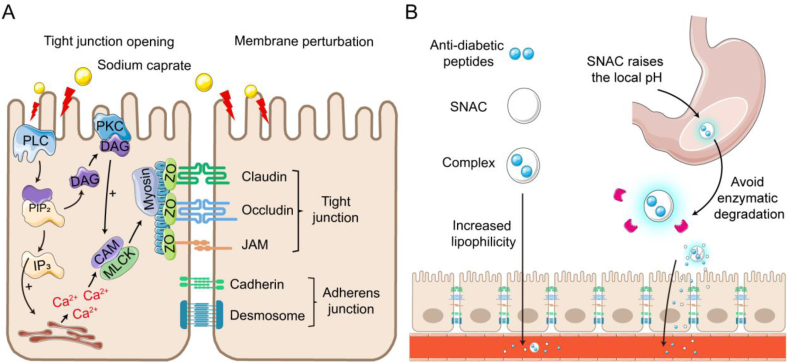 Figure 4