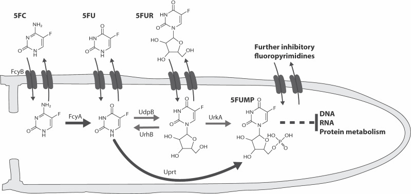 Fig 6