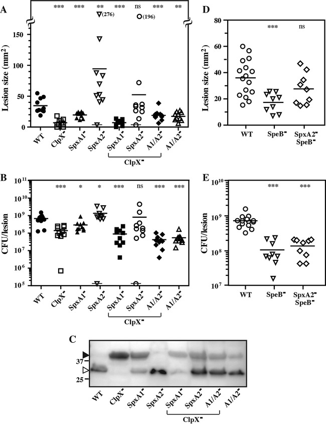 FIG 6 