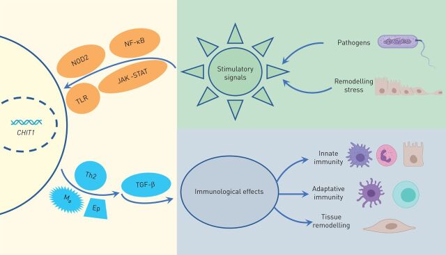 FIGURE 2