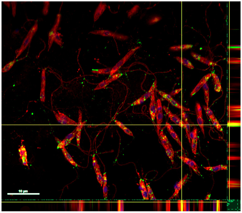 Figure 2