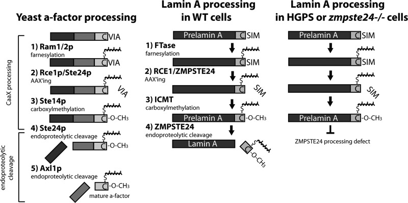 Fig 10