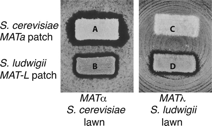 Fig 9