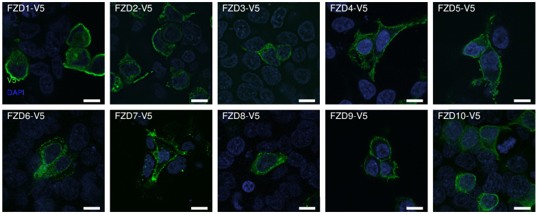 Figure 1—figure supplement 2.