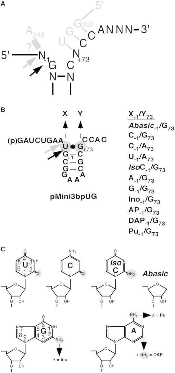 Figure 1.