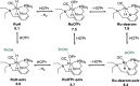 Scheme 6