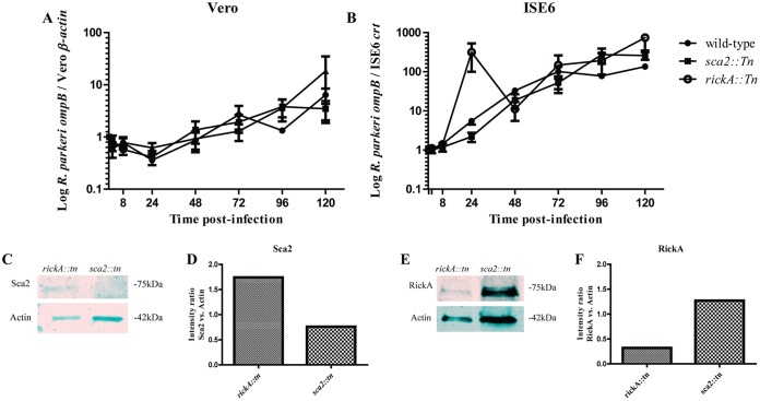 FIG 2